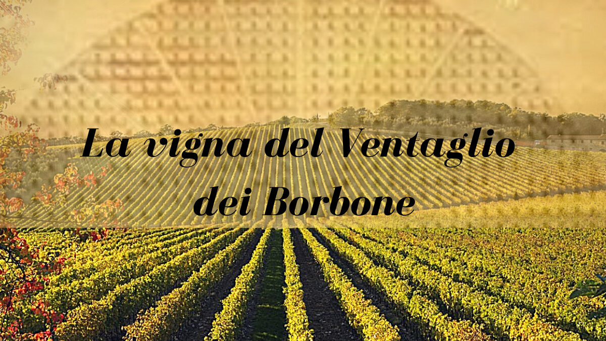 La vigna del Ventaglio dei borbone