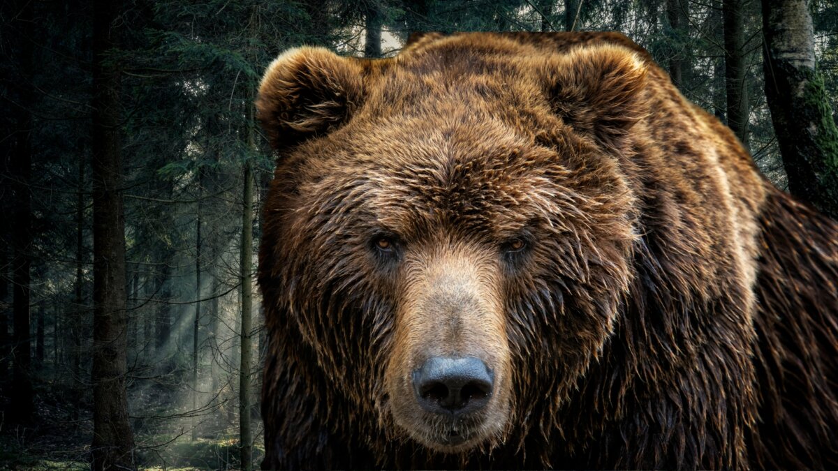 abbattimento orso