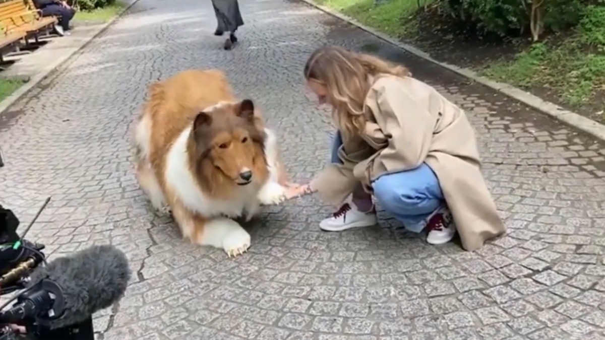 lassie trasformato