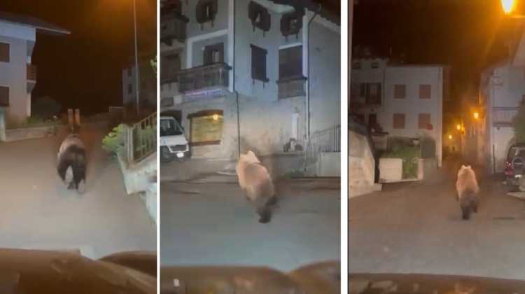 Orso corre tra le case a Oga, sopra Bormio: il Parco dello Stelvio invita alla prudenza
