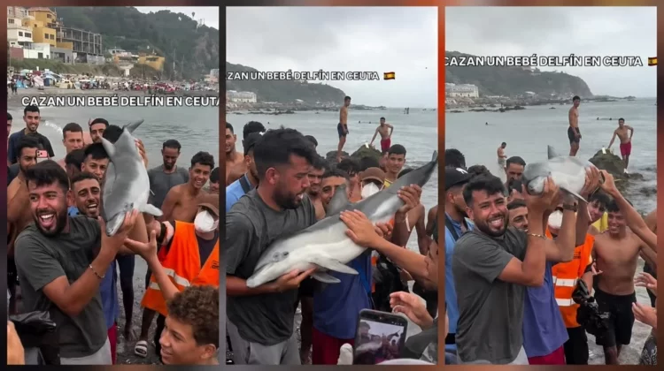 Ceuta, migranti choc: uccidono a bastonate cucciolo di delfino